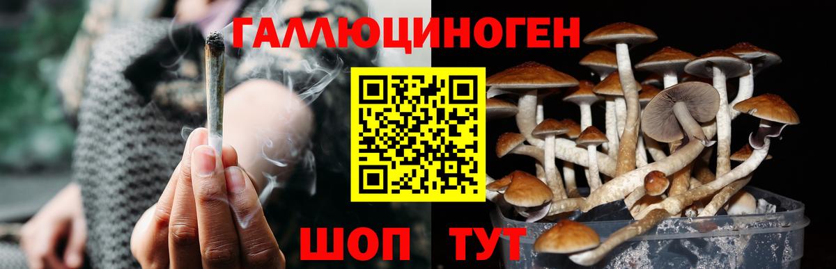 Псилоцибиновые грибы Psilocybe Севастополь